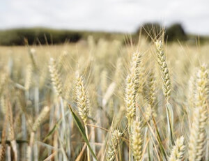 齐达内率领皇马再胜，欧冠前景一片光明
